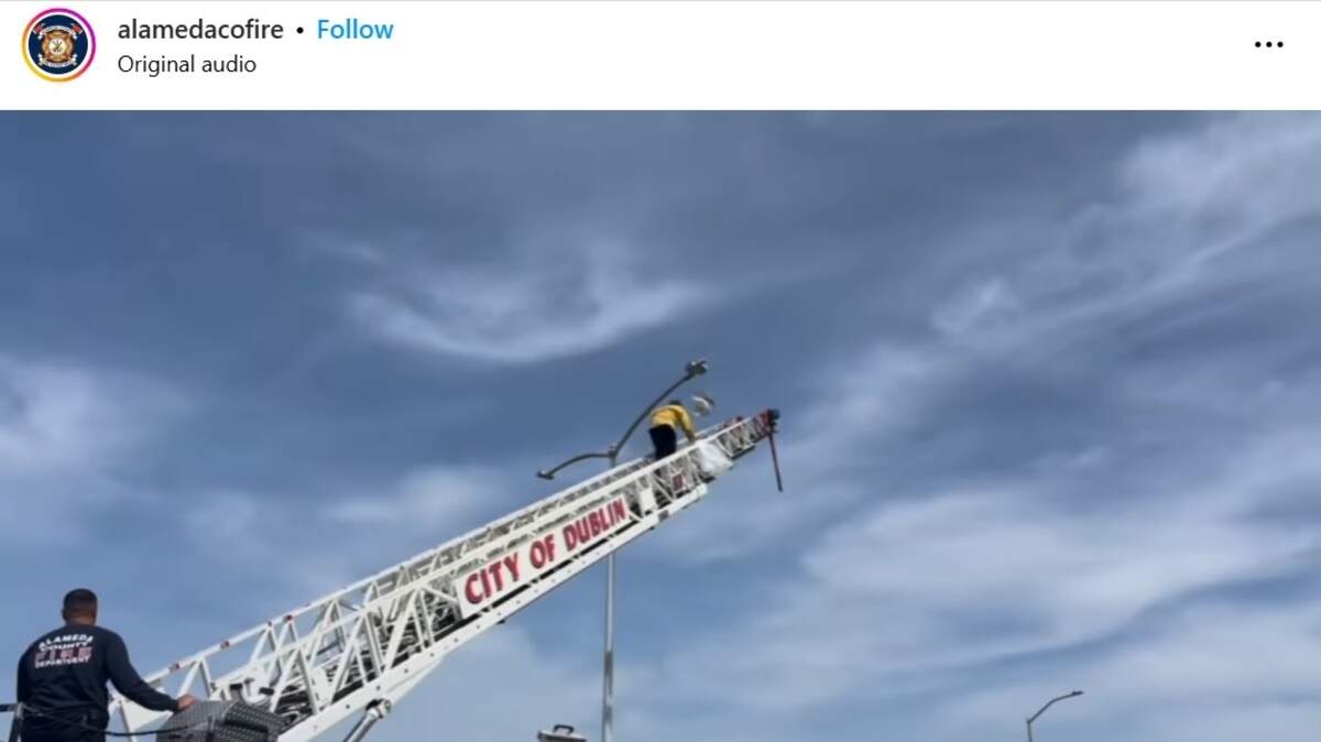 Video shows a firefighter approaching a seagull tangled in fishing light dangling from a light pole with what looks like a plastic bag in hand.