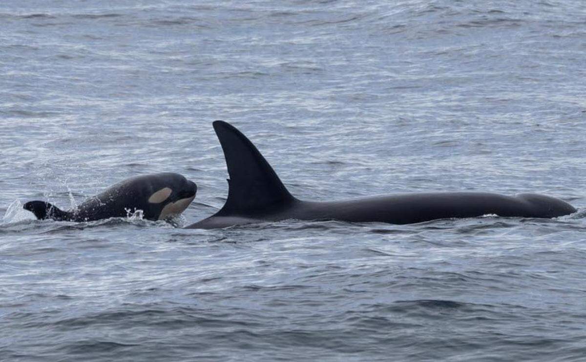 Two orca pods, including one with a new baby killer whale, humpback whales and dolphins are spotted off Monterey, California.