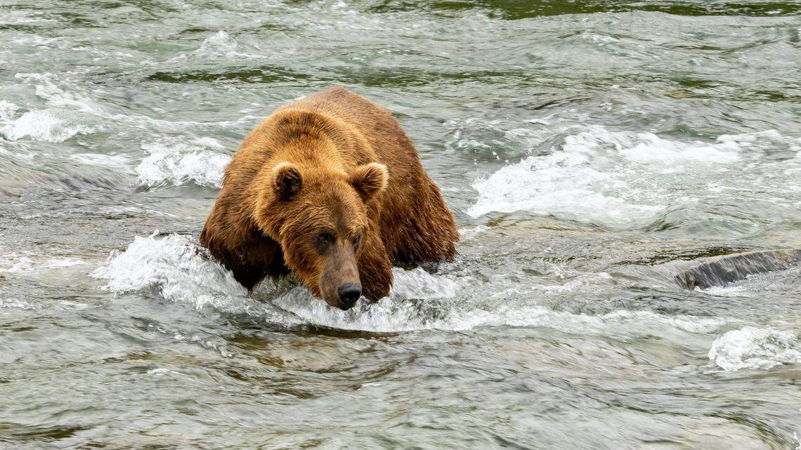 Wildlife photographer spots “monster” bear (not the one shown) in Alaska’s Katmai National Park & Preserve.