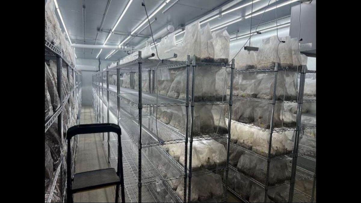 Deputies said they found “a large-scale psilocybin mushroom cultivation operation” at a Lake Elsinore home.