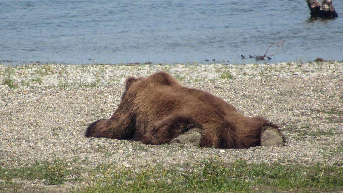 National Park Service officials shared a photo of a bear “splooting” in an Alaska national park — and inspired pet owners to share photos of their own pets splooting, too.