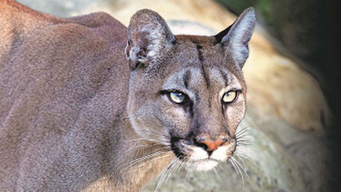 A resident shot and killed a mountain lion (not the one pictured) as it attacked their neighbor’s dog in a California neighborhood, officials said.