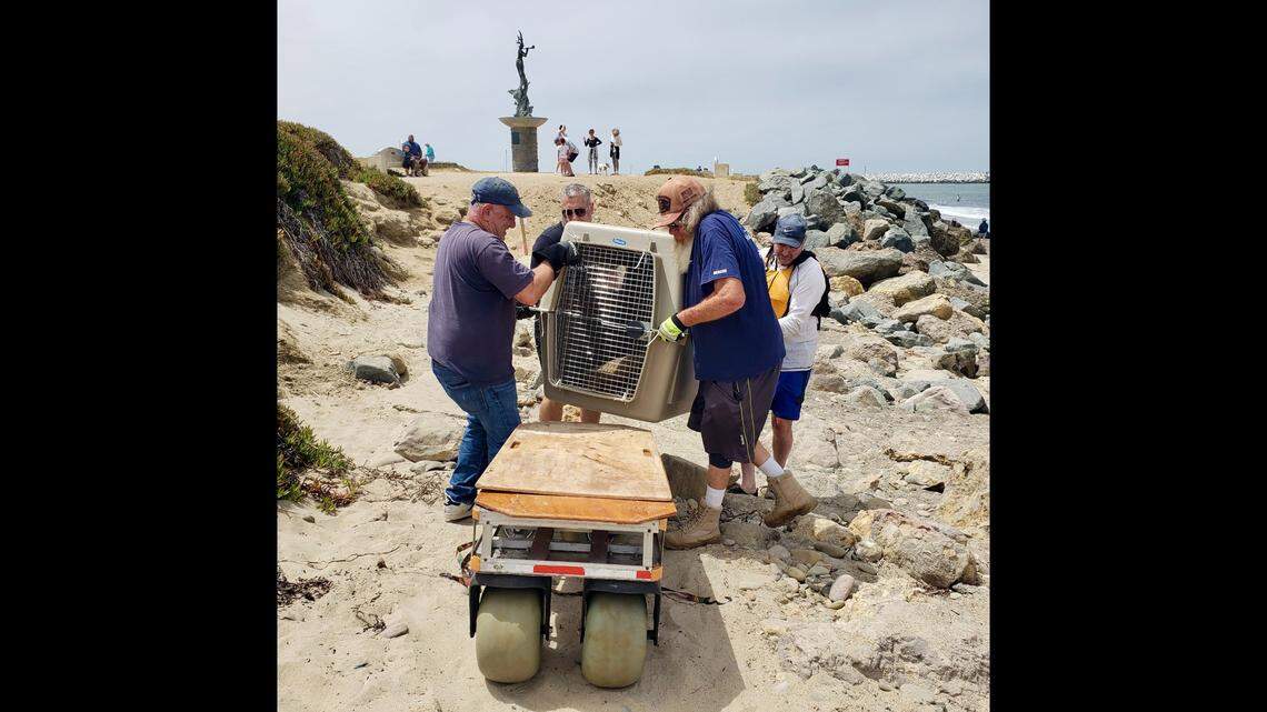 Since the start of July, a nonprofit rescue organization has tended to 25 sea sick lions off the California coast.