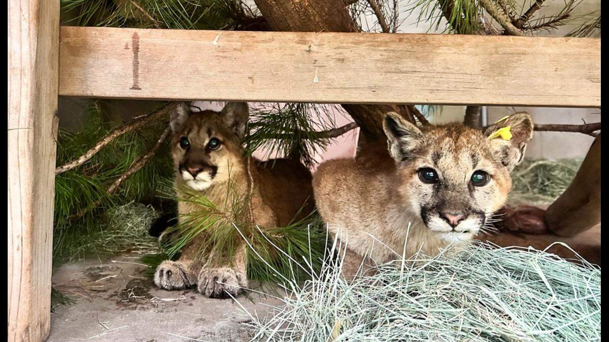 Two mountain lions found as malnourished cubs have been released back to the wild, a nonprofit says.