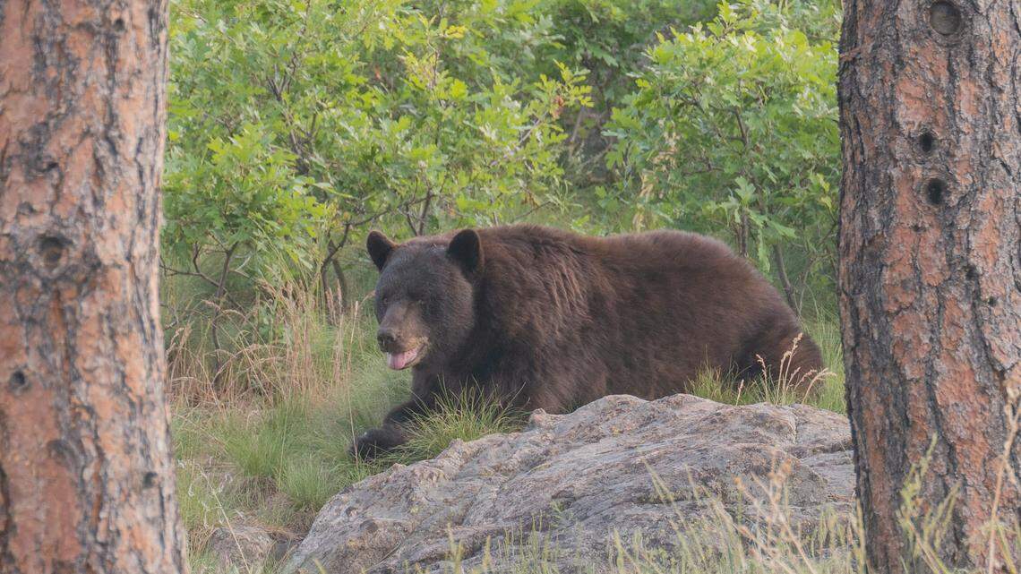 A black bear (not the one pictured here) startled a mountain biker on a Colorado trail, causing him to lose control, officials said.
