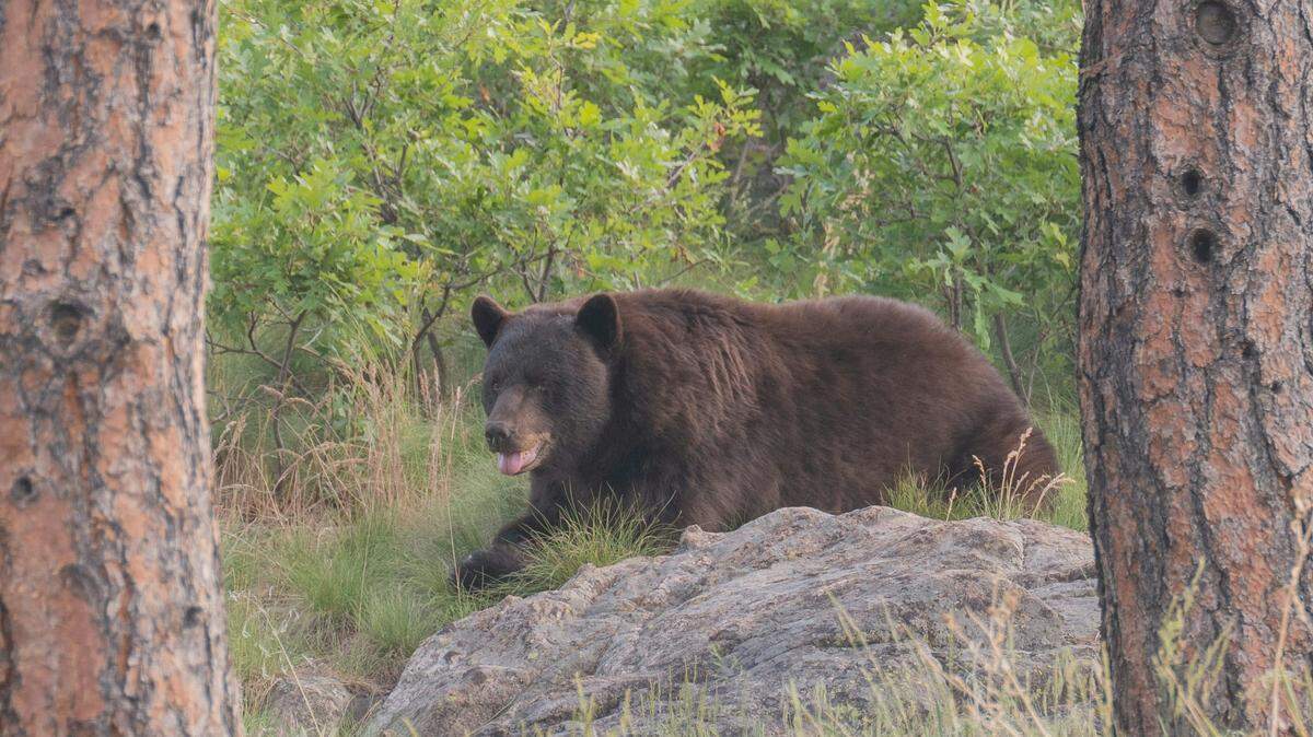 A black bear (not the one pictured here) startled a mountain biker on a Colorado trail, causing him to lose control, officials said.