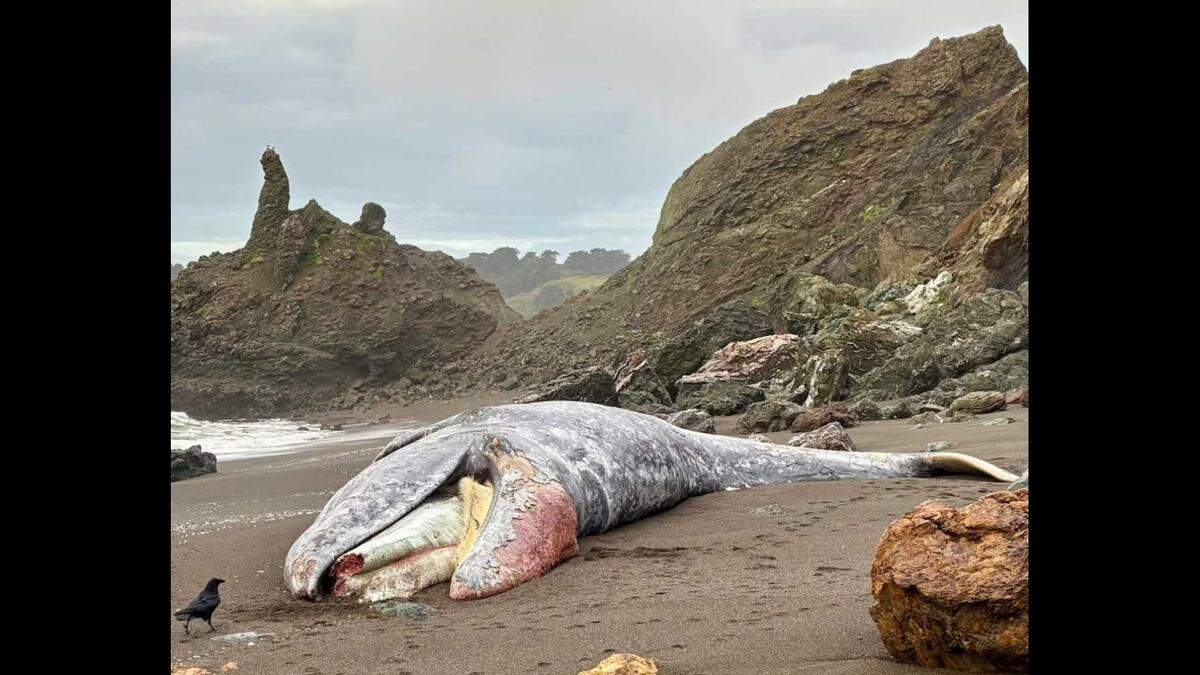 A dead gray whale was seen off the coast of California, officials said.