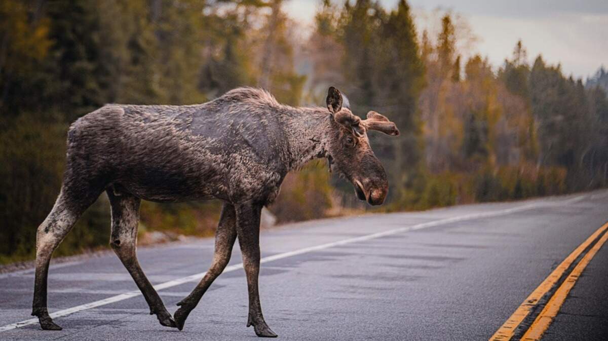 A 24-year-old driver died after hitting a moose (not the one pictured) near Denali National Park, officials said.