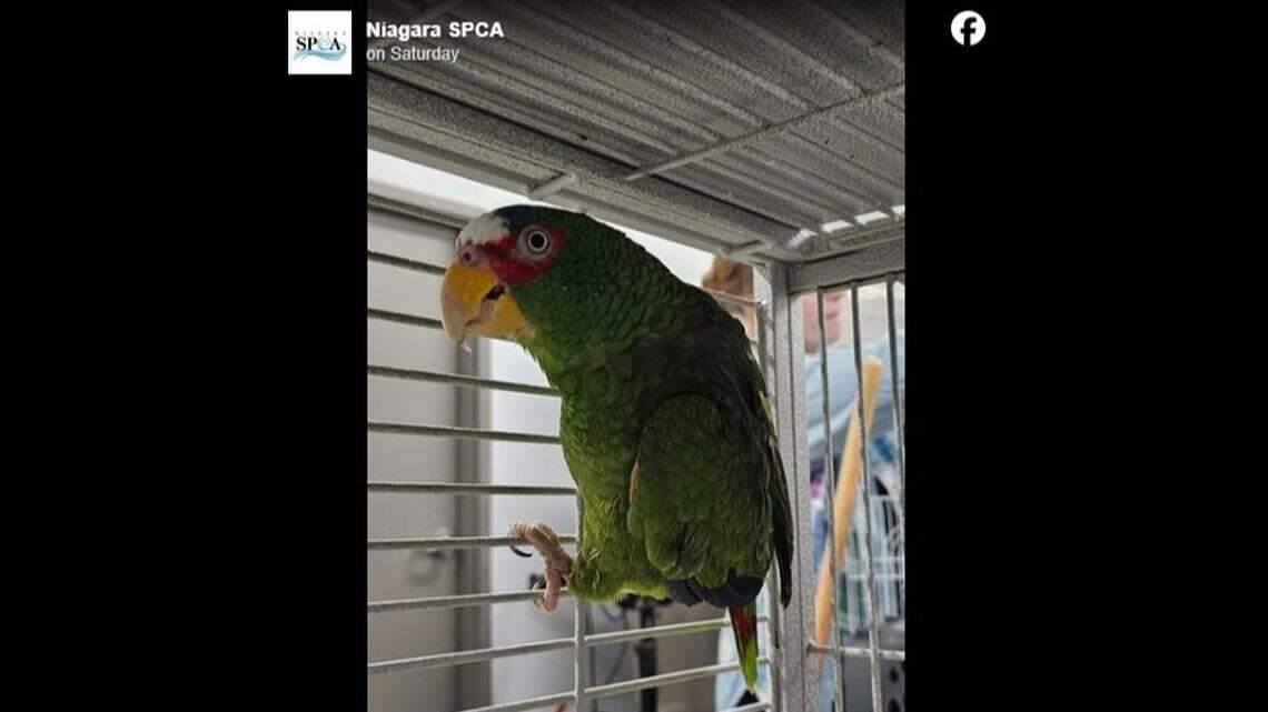 A “foul-mouthed feathered friend” named Pepper is looking for a new home, a New York animal shelter said.
