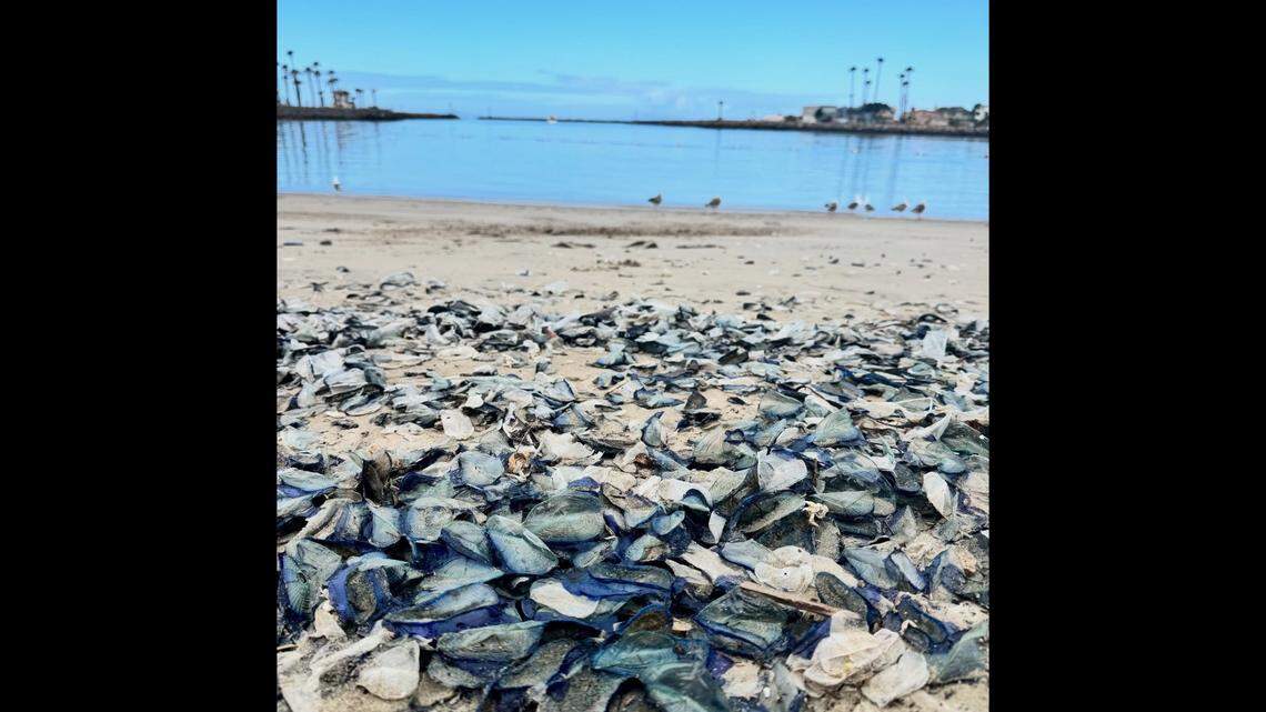 After the creatures “wreck,” their “bodies decompose, leaving just their cellophane-like sail and floats,” ragners say.