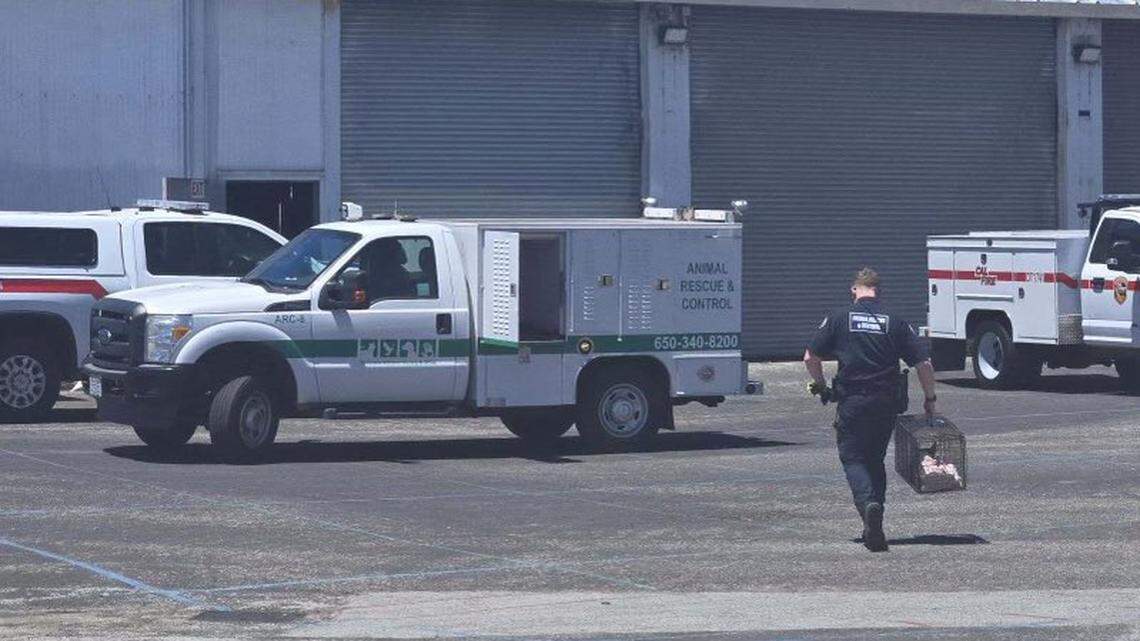 Firefighters in a northern California town came across a little animal that was all alone and visibly struggling without its mom, so they stepped in to help.