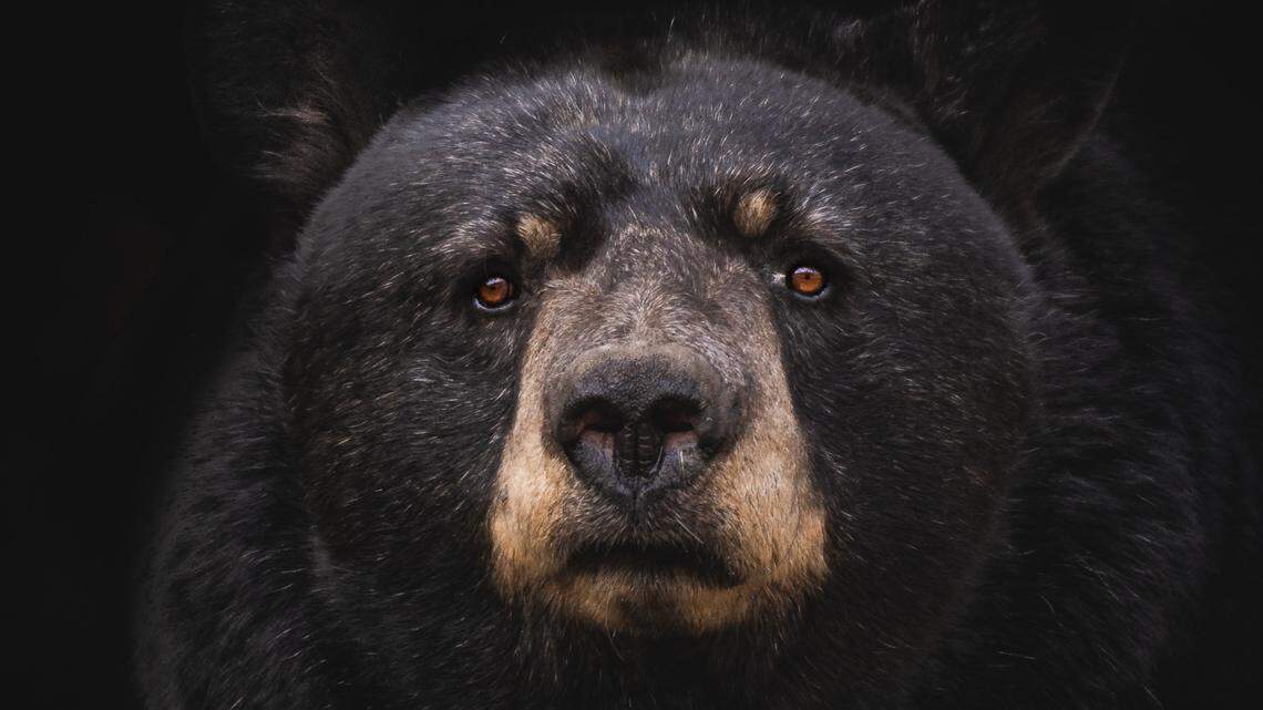 A young bear being relocated escaped its carrier and dashed through a neighborhood until game officers killed it, Arizona officials say.