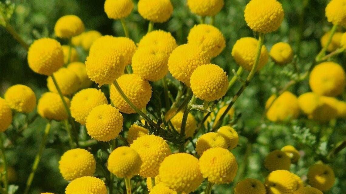 Stinknet is an invasive weed with carrot-like leaves and yellow ball-like flowers. It has been spotted growing in central and southern Arizona, officials said.