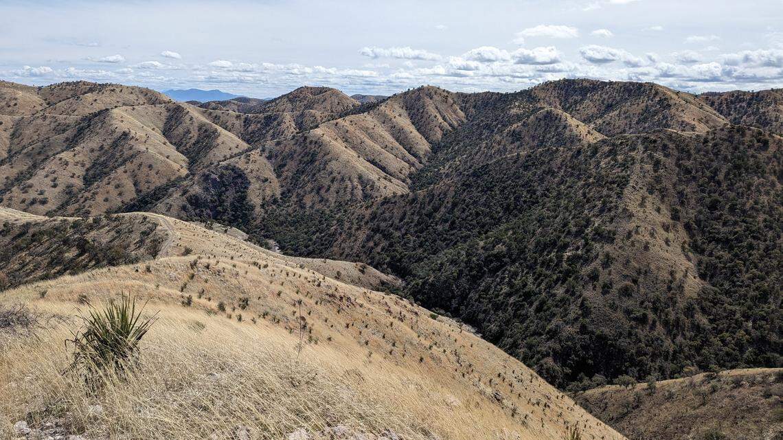 The Atascosa Highlands region is understudied, according to the Phoenix Zoo.