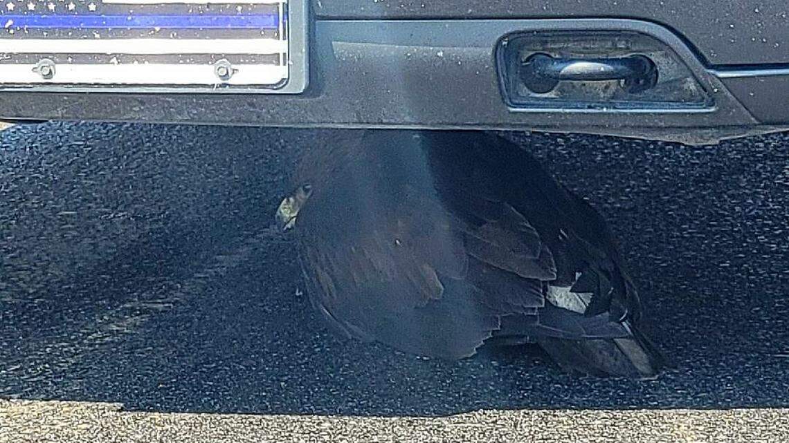A young eagle was separated from its parents and sought shelter from the Arizona heat in the right place — under a cop car.