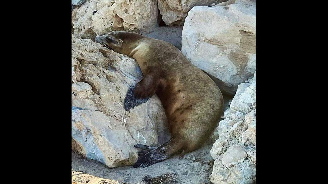 If you encounter a sick sea lion, you should not touch it.