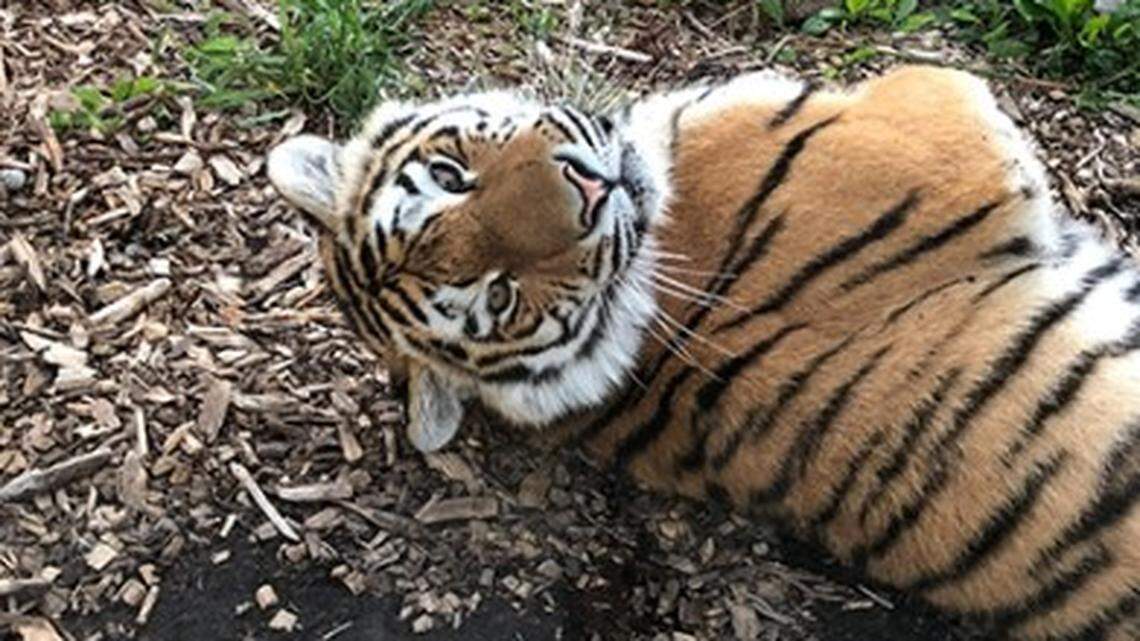 A 2-year-old female Amur tiger named Mila died after falling from a bench during a medical procedure, a Colorado zoo says.