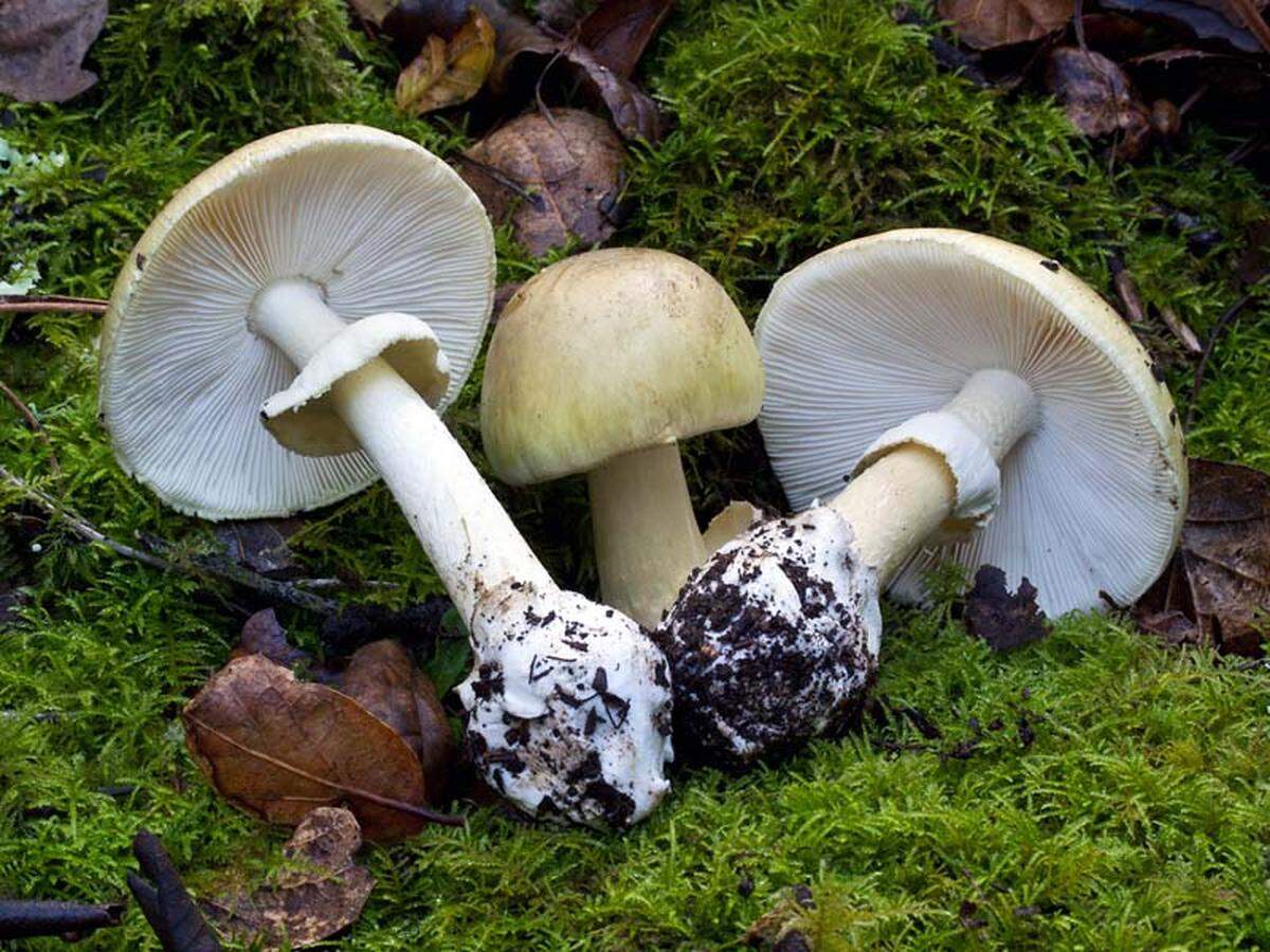 Anyone who eats death cap mushrooms may fall ill, then appear to recover, but the poison can then cause liver failure or death, officials said.