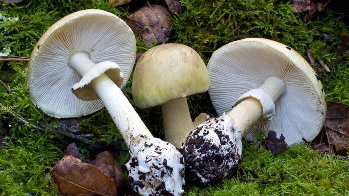 Anyone who eats death cap mushrooms may fall ill, then appear to recover, but the poison can then cause liver failure or death, officials said.