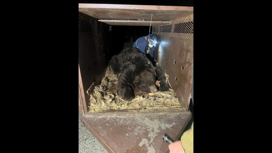 The bear walked into a trap “within minutes” of it being placed near the crawl space, officials say.
