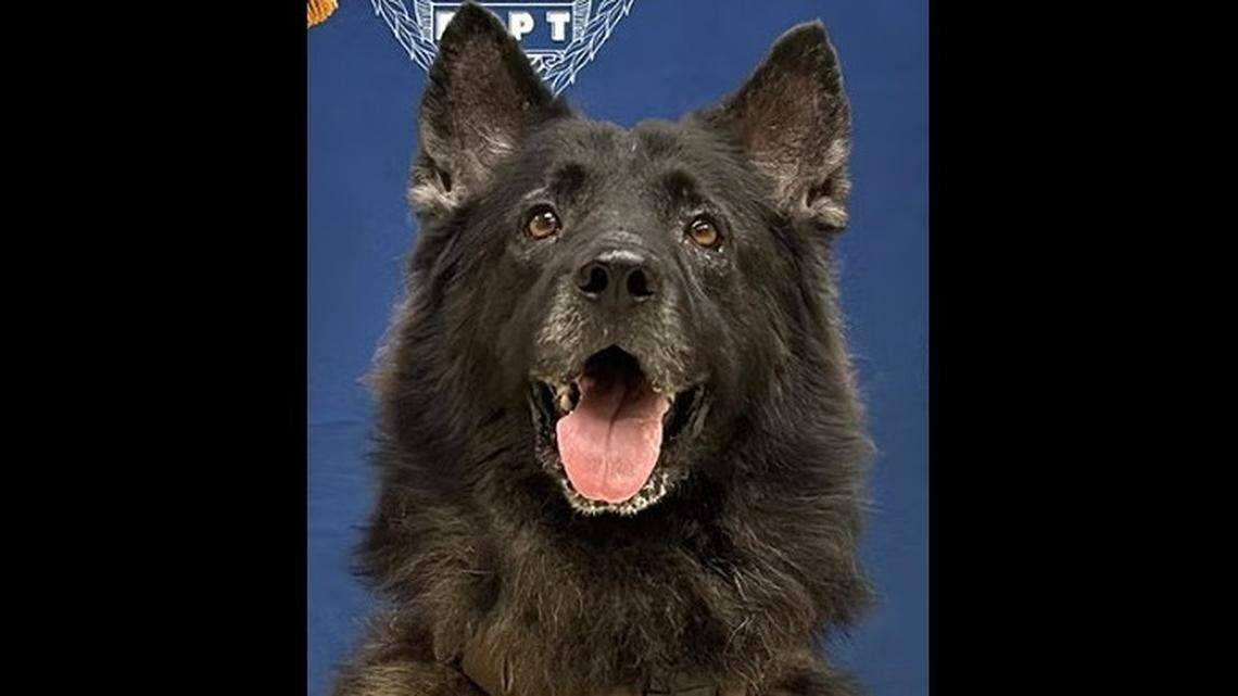 Archer, a 6½-year-old Belgian Malinois/German shepherd mix from Hungary, joined the force in 2021.