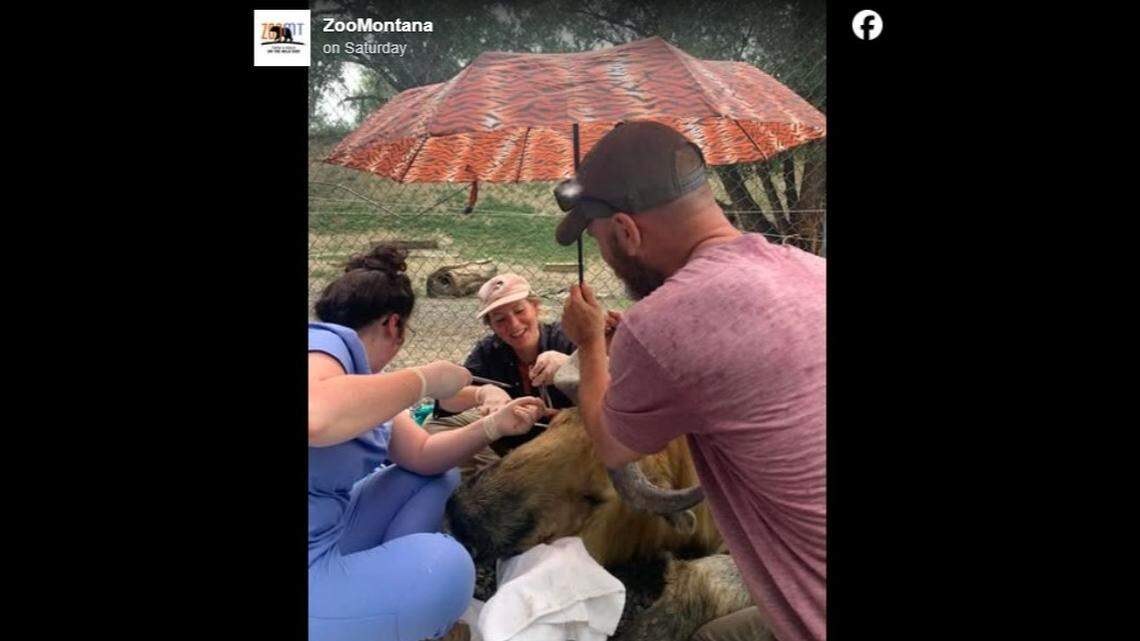 A Sichuan takin was injured in a fight with his brother at a Montana zoo, officials said.