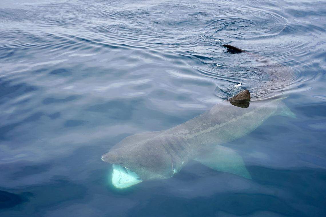 A basking shark spotted in the Santa Barbara Channel on Feb. 17.