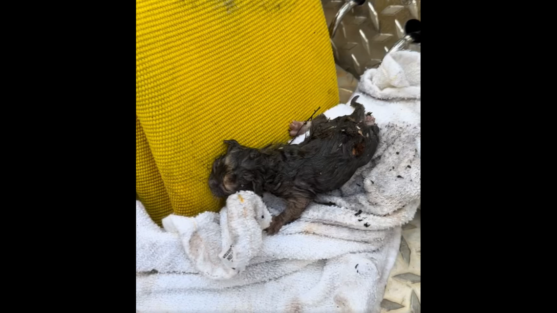 Richmond firefighters brought the kittens back to the fire station.