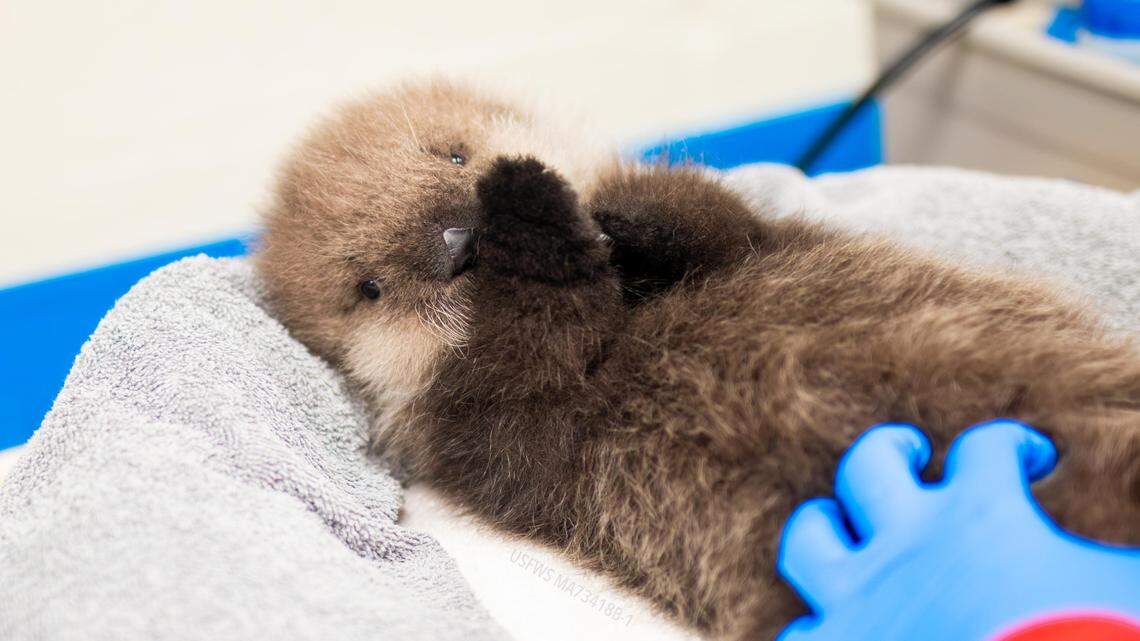The Alaska SeaLife Center Wildlife Response Program admitted a newborn otter pup from Homer, Alaska, on Sept. 9, 2023. The ASLC team is caring for the pup 24/7 and offering feeds every two hours.