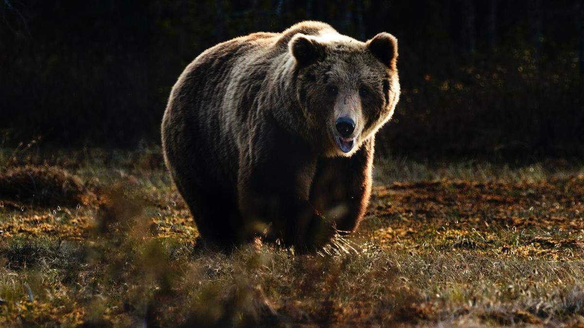 Part of the Custer Gallatin National Forest has been closed to search for grizzly, not the one pictured here, likely wounded in an attack on a deer hunter, Montana officials say.