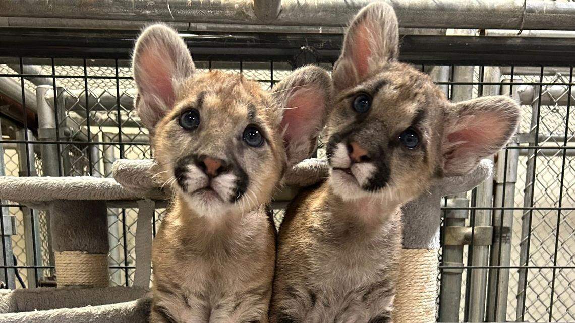 Baby mountain lions were orphaned when their mother was hit by a car, but she was determined to crawl back to them despite her injuries. Her heroic act likely saved their lives by leading biologists to her location via her tracking collar. Now the cubs need names.