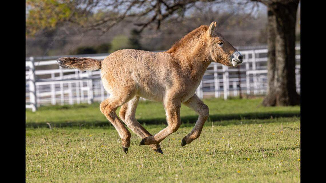 Much like his namesake, Ollie is a trailblazer. His birth marks the first time cloning has produced more than one individual of any endangered species, proving that technique can be used as a viable tool for genetic rescue.