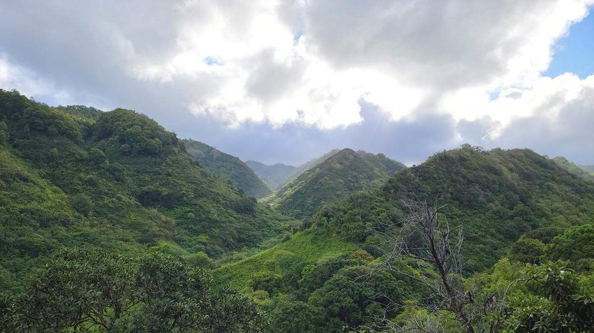 A panicked dog owner called 911 for help after they saw their dog tumble off a trail and get stuck on a steep Hawaii mountainside, rescuers said.