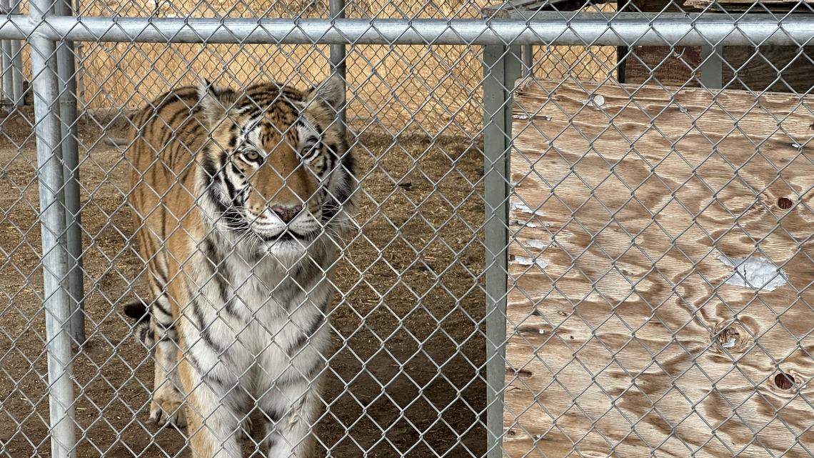 Seven pet tigers were taken from a Nevada property amid an ongoing legal dispute with the exotic animal owner, officials said.