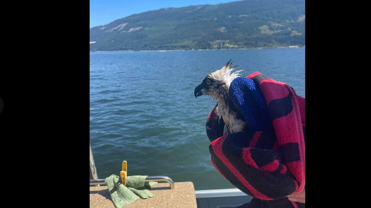 Boaters rescued an osprey that was drowning in a lake in British Columbia, Canada, after it had sparred with an eagle.
