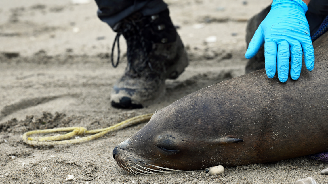 Sick sea lions are popping up on the coast of California, including on Surf Beach at Vandenberg Space Force Base on July 29, 2024.