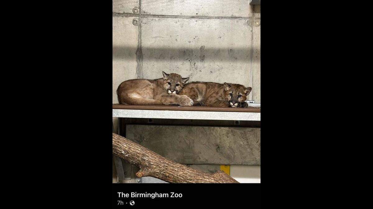 Orphaned mountain lions that were rescued separately became fast friends after one of them was taken to an Alabama zoo, photos show.