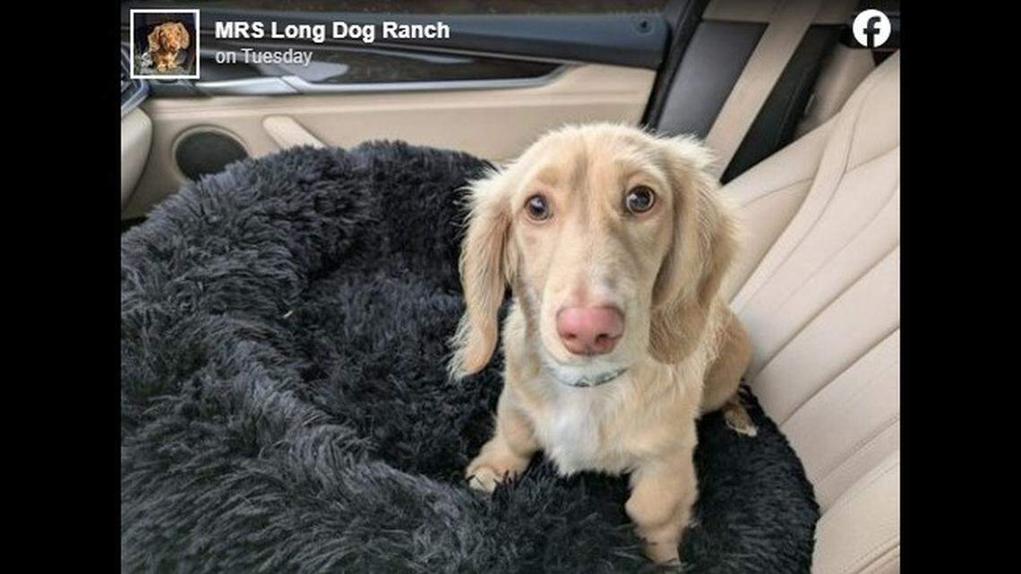 A dog was found after going missing in an Oregon airport, his breeder said.