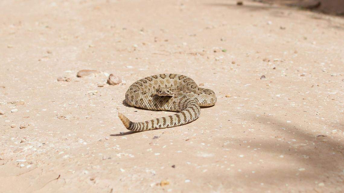 How deadly are rattlesnake bites? Sixth hiker bitten in same California county
