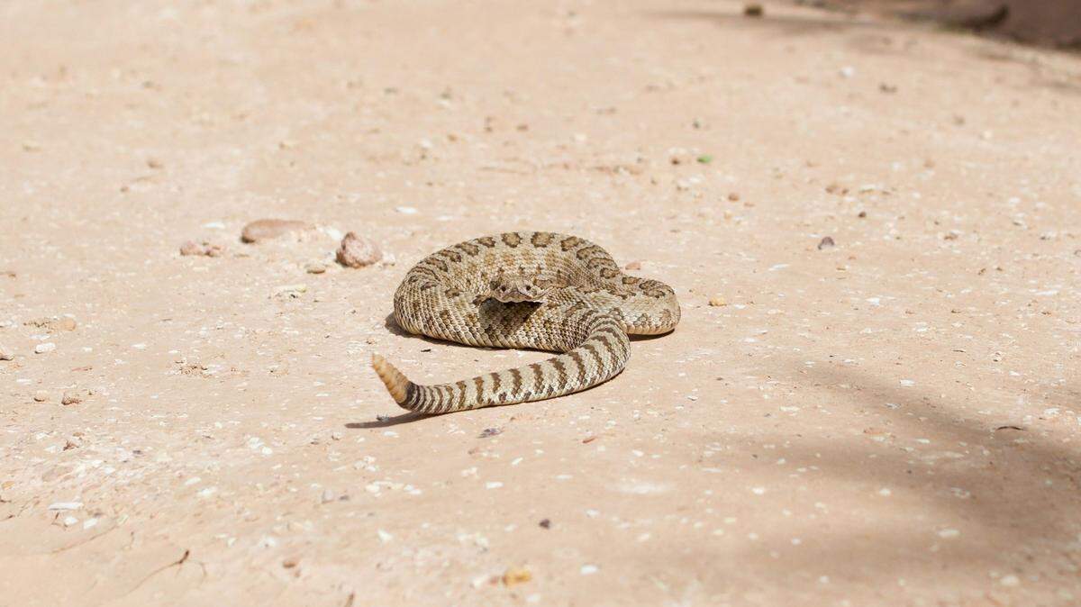 A rattlesnake (not the one pictured) bit a 72-year-old woman in southern Arizona, officials said.