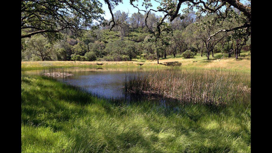 A year and a half after conservation efforts began, the California red-legged frog is making a comeback at a Napa County preserve.