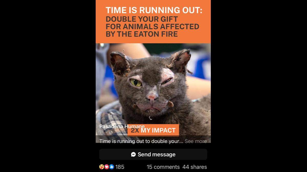 A “sweet” stray cat badly burned in the California wildfires is stealing hearts at an animal shelter caring for thousands of the furry victims like her.