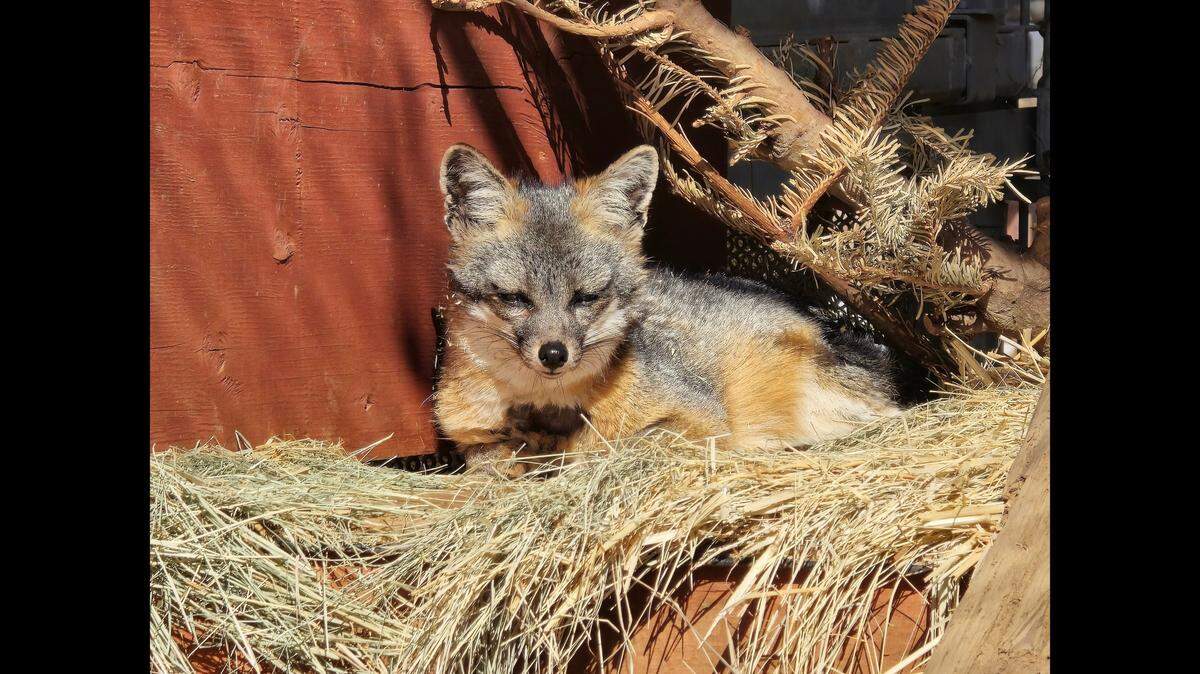 The gray fox was released after being moved to an outdoor enclosure, a nonprofit said.