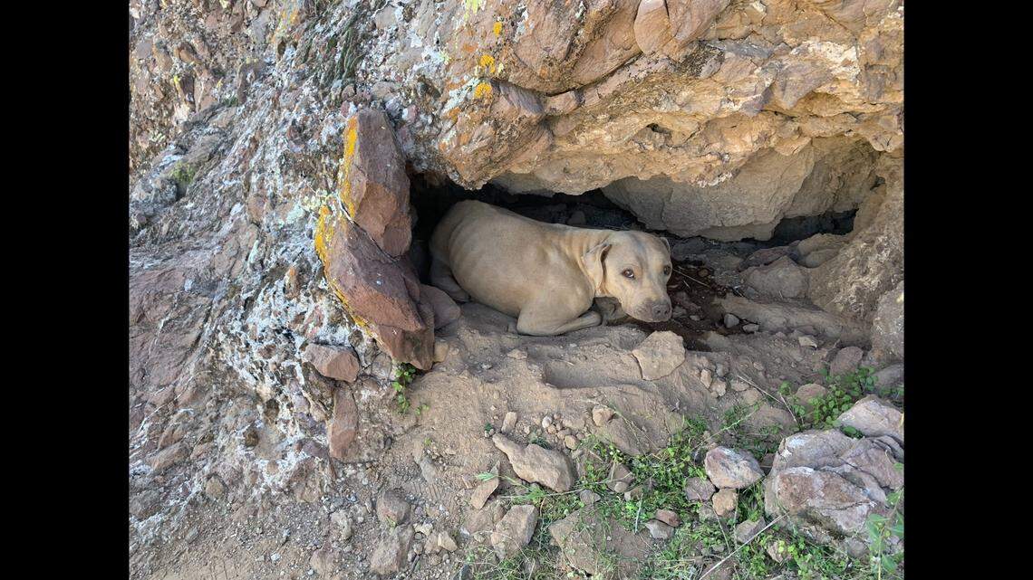 Bright Eyes blended in seemingly well with the Arizona dirt.