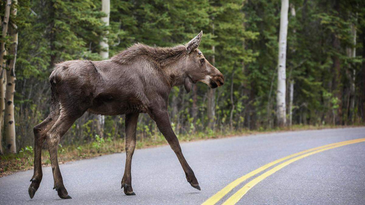 A moose crosses the road near the Denali Bus Depot in 2019.