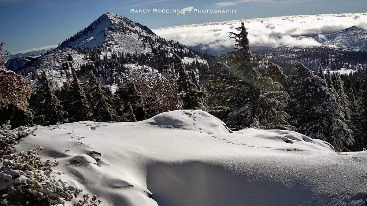 A wildlife photographer captured footage of an extremely rare and elusive creature high in the mountains of California, video shows.