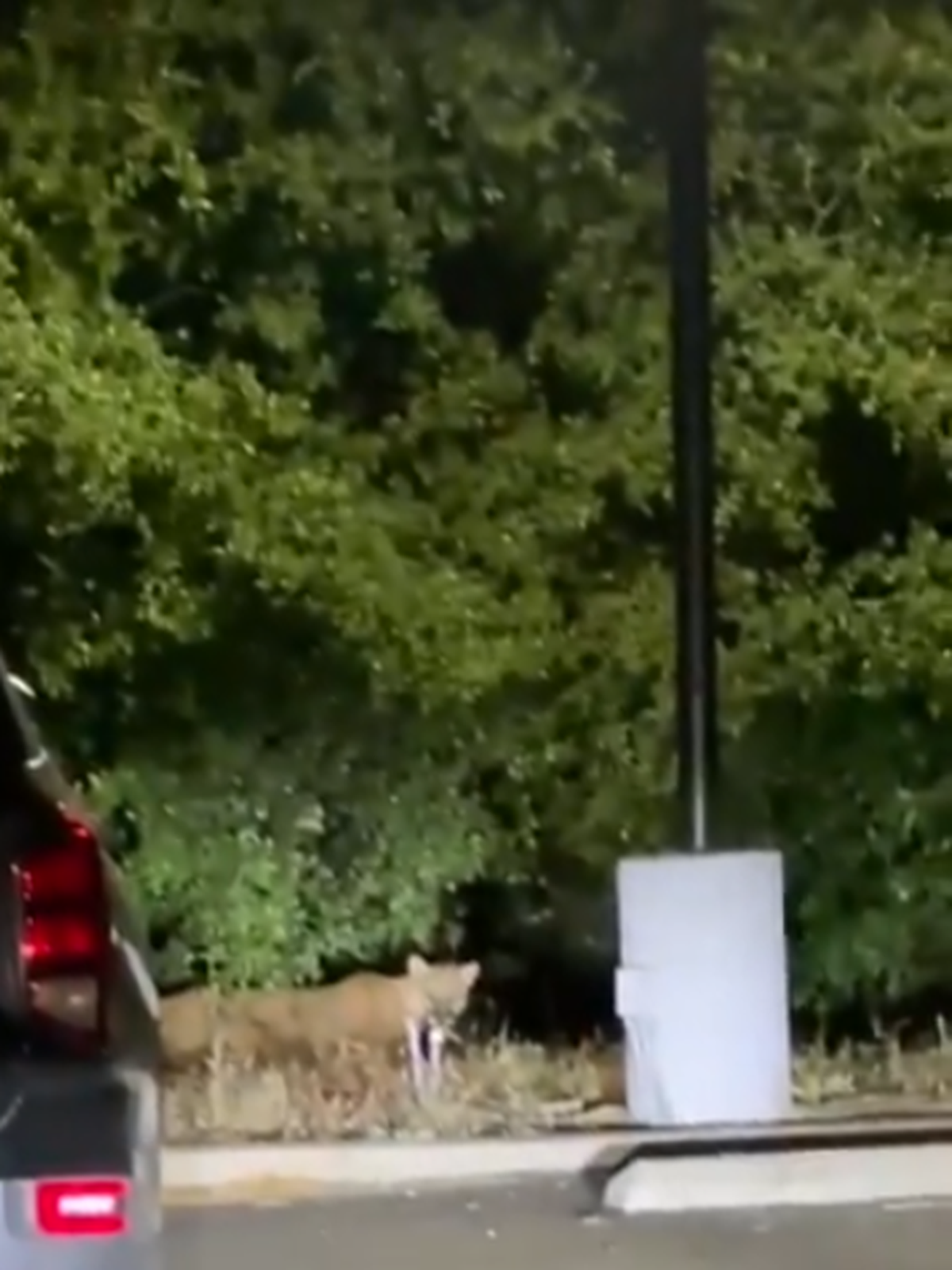 A new mountain lion was spotted on the western edge of Griffith Park — the same location where the celebrity cougar P-22 was once photographed prowling in the darkness with the iconic Hollywood sign looming behind him.