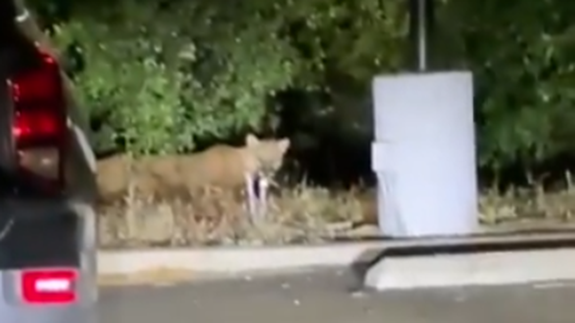 A new mountain lion was spotted on the western edge of Griffith Park — the same location where the celebrity cougar P-22 was once photographed prowling in the darkness with the iconic Hollywood sign looming behind him.
