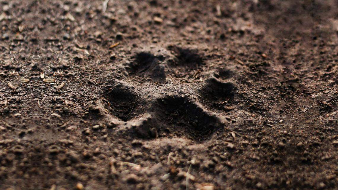 Beau was a cherished member of the carnivore family at the Phoenix Zoo.