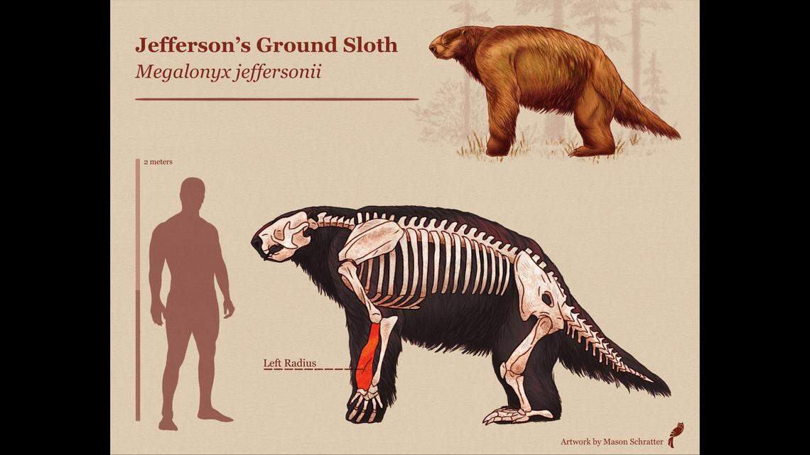 Jefferson’s ground sloths were “comparable to an ox in size,” growing up to 3 meters long and weighing between 2,200 and 2,425 pounds, the museum said.